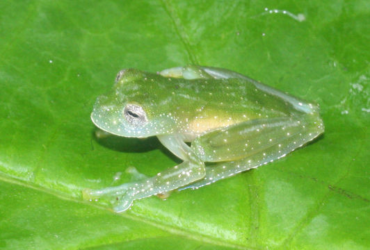 Image of Powdered glass frog