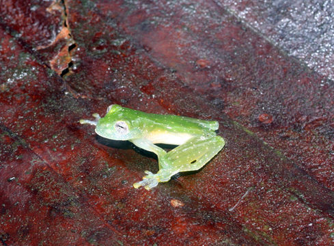 Image of Powdered glass frog