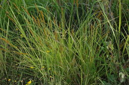 Image of Brown fox sedge