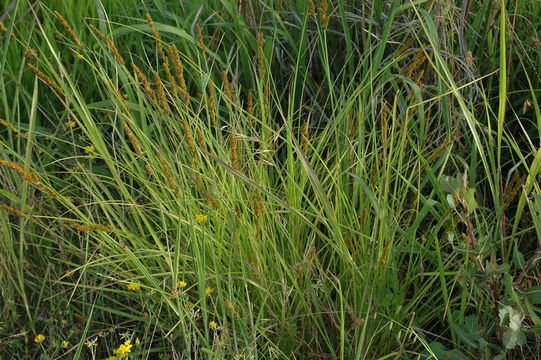 Image of Brown fox sedge