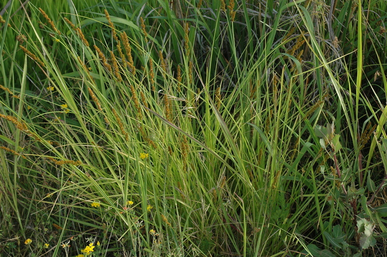 Image of Brown fox sedge