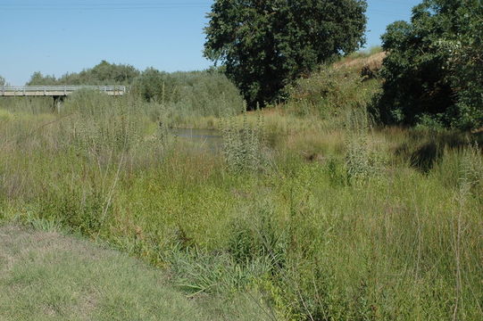 Image of Brown fox sedge