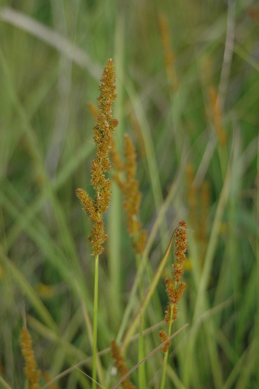 Image of Brown fox sedge