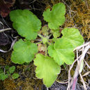 Image de Heuchera pilosissima Fisch. & Mey.