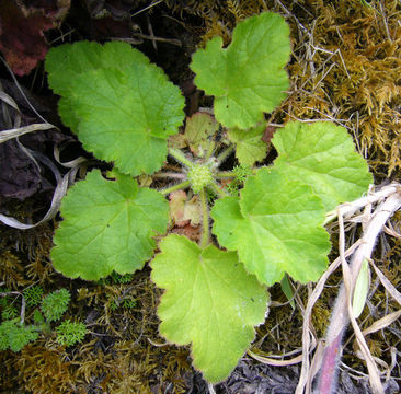 Image de Heuchera pilosissima Fisch. & Mey.