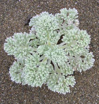 Image of beach wormwood