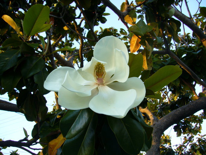 Image of southern magnolia