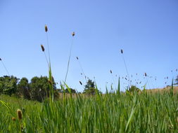 Image of California canarygrass