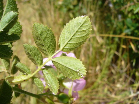 Image of Sweet-briar