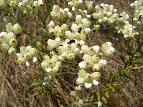 Image of ladies' tobacco