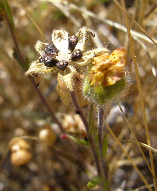 Image of hayfield tarweed