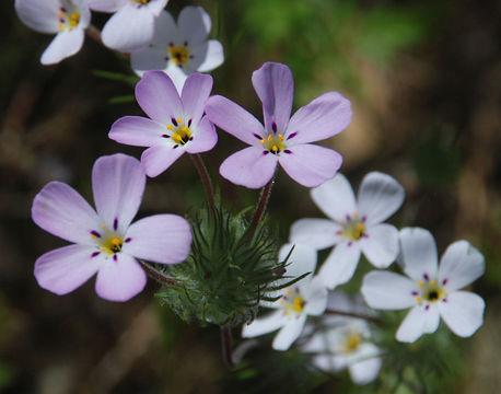 Image of mustang clover