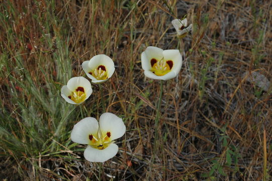 Image of Callahan's mariposa lily