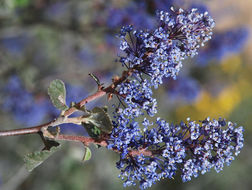 Image of woolyleaf ceanothus