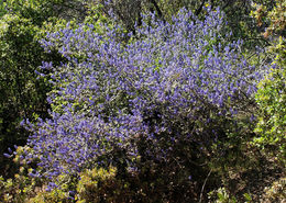 Image of woolyleaf ceanothus