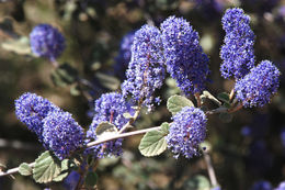 Image of woolyleaf ceanothus