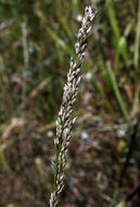 Image of California melicgrass