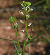 Image of California mustard