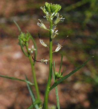 Plancia ëd <i>Guillenia lasiophylla</i>