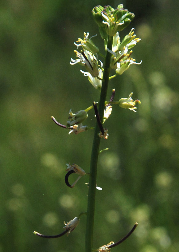 Image of California mustard