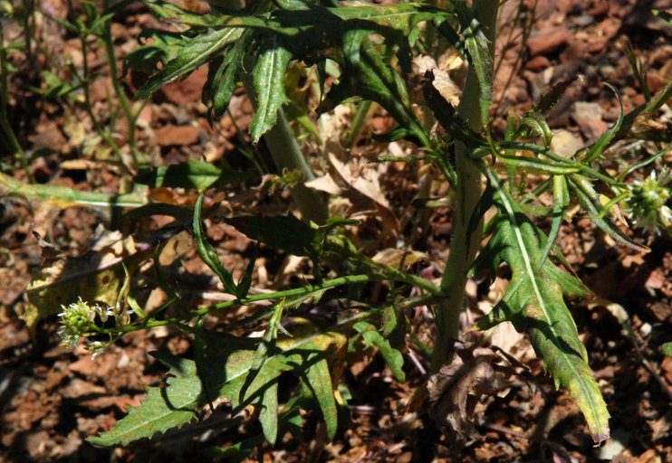 Image of California mustard