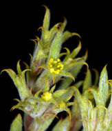 Image of fivetooth spineflower