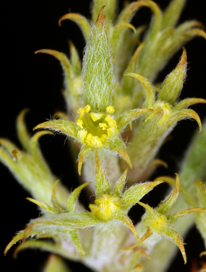 Image of fivetooth spineflower