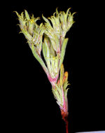 Image of fivetooth spineflower