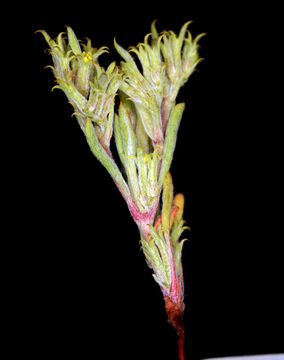 Image of fivetooth spineflower