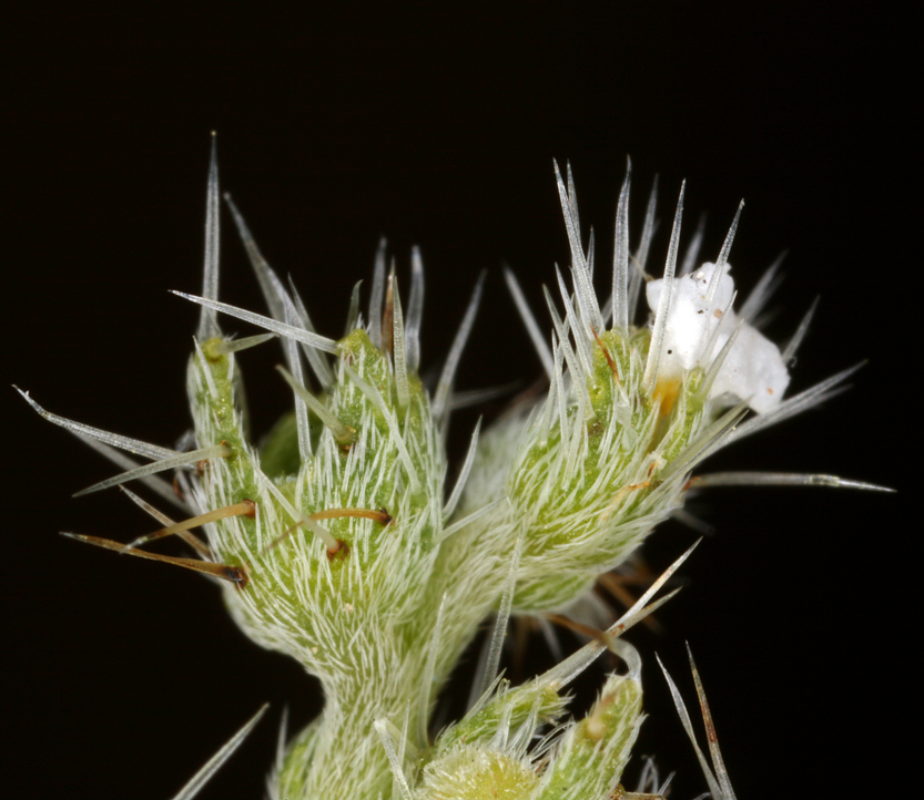 Image of moth combseed