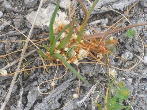 Image of mountain dodder