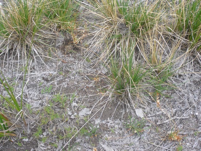 Image of mountain dodder