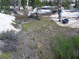 Image of mountain dodder