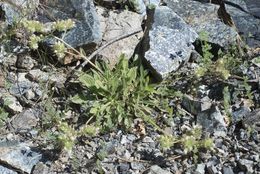 Imagem de Phacelia corymbosa Jepson