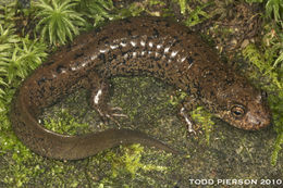 Image of Blackbelly Salamander