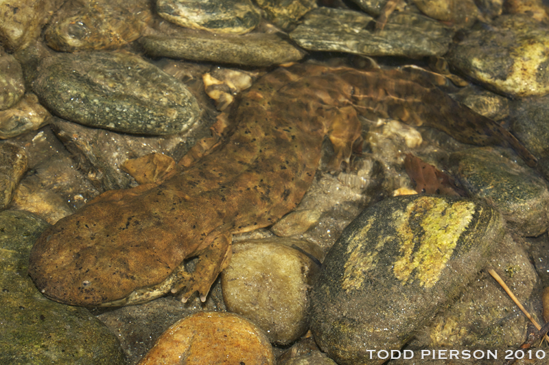 Cryptobranchus alleganiensis (Sonnini de Manoncourt & Latreille 1801)的圖片