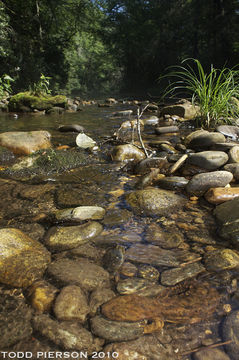 Image of Hellbender