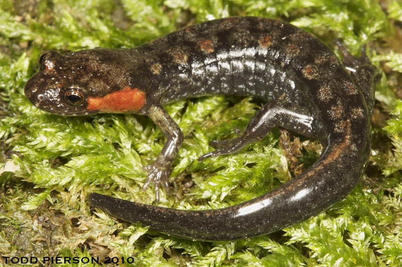 Image of Imitator Salamander