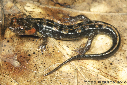 Sivun Desmognathus imitator Dunn 1927 kuva