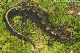 Image of Ocoee Dusky Salamander