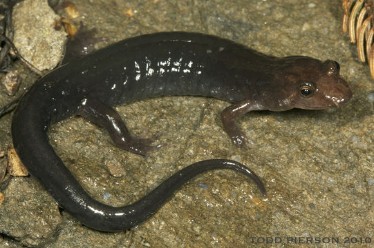 Image of Ocoee Dusky Salamander