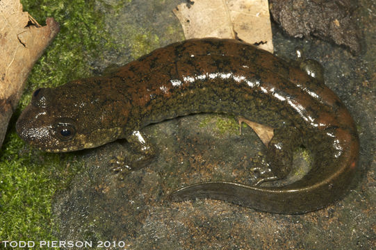 Image of Blackbelly Salamander