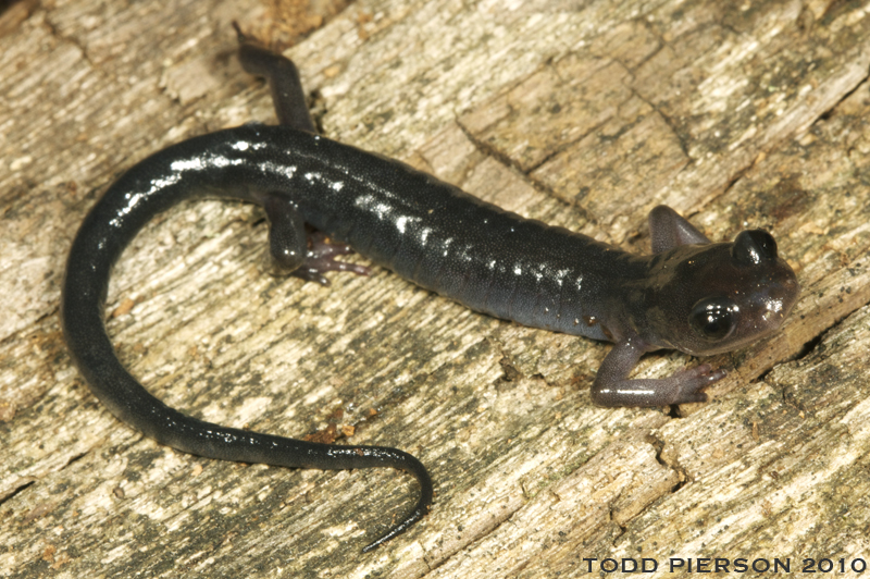 Image de Plethodon montanus Highton & Peabody 2000