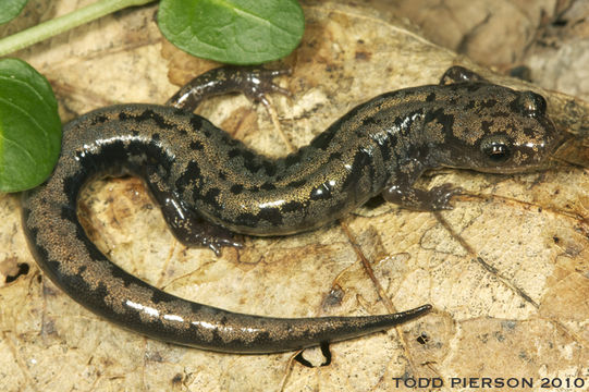 Sivun Plethodon welleri Walker 1931 kuva