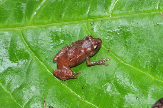 Image of Montane Dink Frog