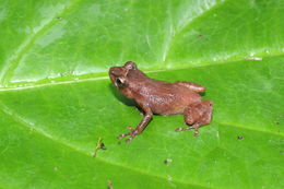 Image of Montane Dink Frog