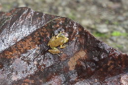 Image of Rio San Juan Robber Frog