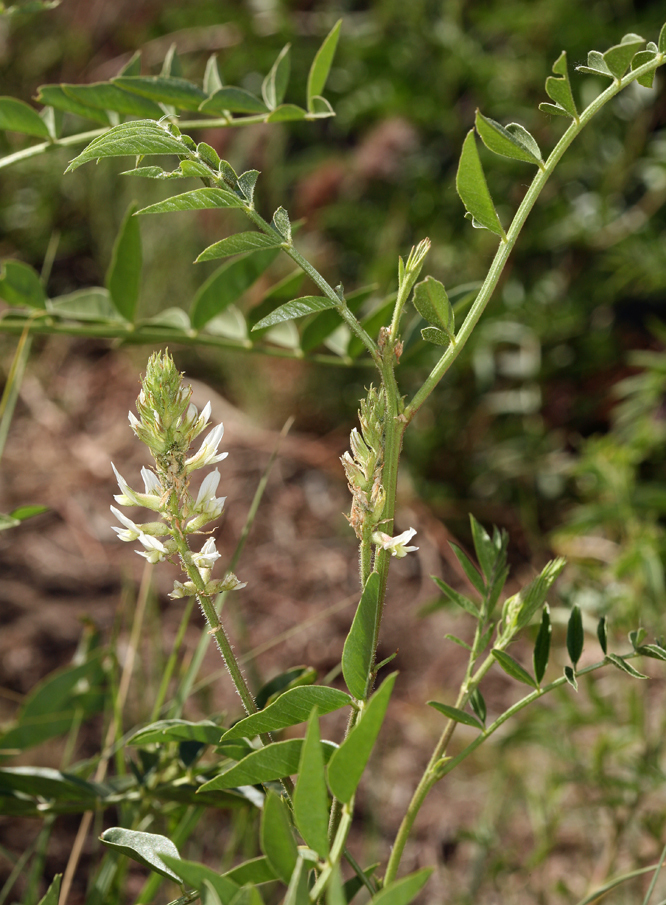 Image of American licorice