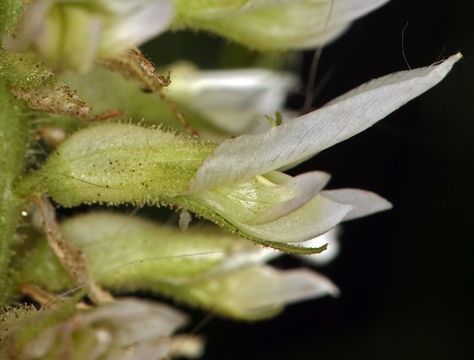 Image of American licorice