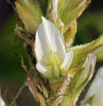 Image of American licorice